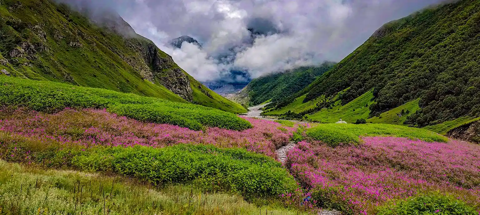 Blooming Alpine Meadows